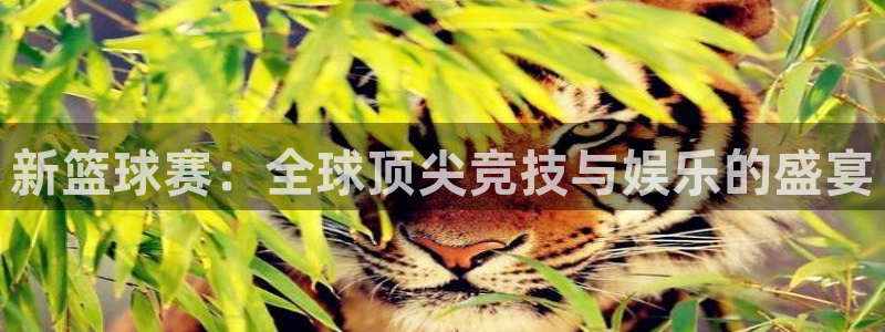 新篮球赛：全球顶尖竞技与娱乐的盛宴